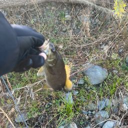 スモールマウスバス