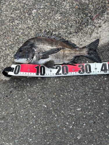 クロダイの釣果