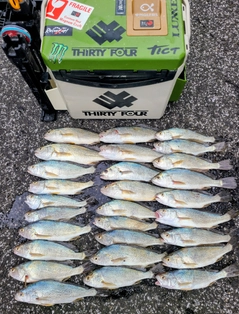 イシモチの釣果