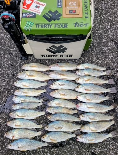 イシモチの釣果