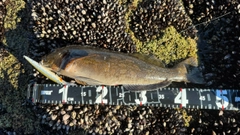 アイナメの釣果