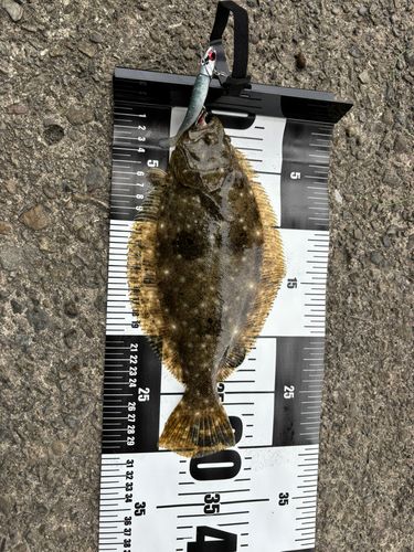 ヒラメの釣果