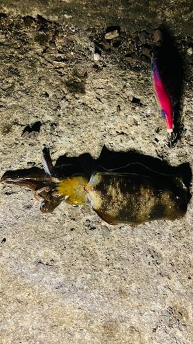 アオリイカの釣果