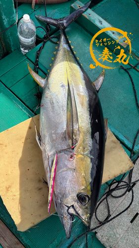 キハダマグロの釣果