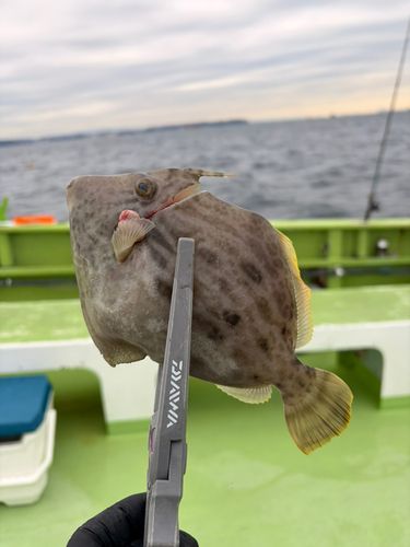 カワハギの釣果