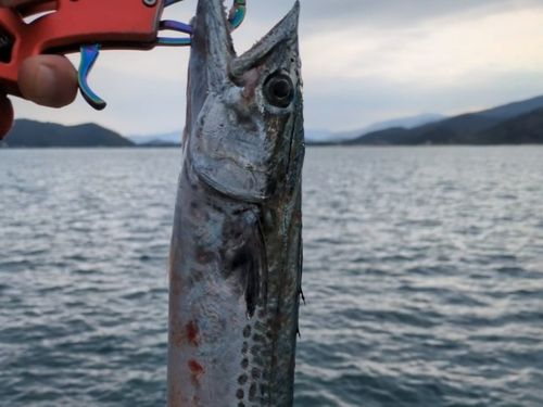サゴシの釣果