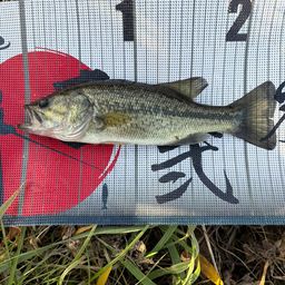 ラージマウスバス