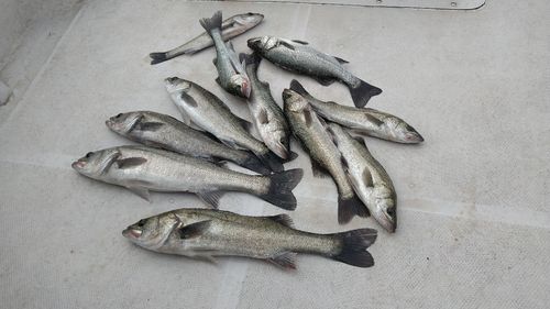 シーバスの釣果