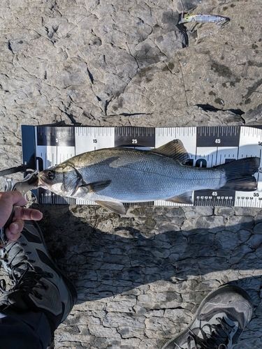 ヒラスズキの釣果