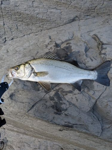 ヒラスズキの釣果