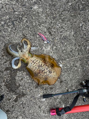 アオリイカの釣果