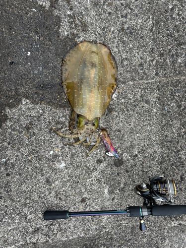 アオリイカの釣果