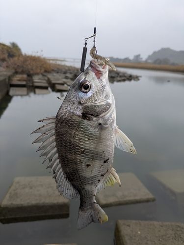 キビレの釣果