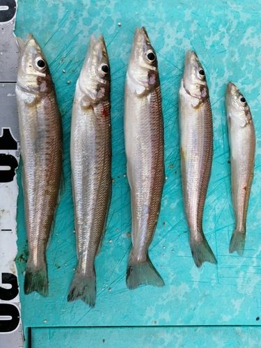 シロギスの釣果