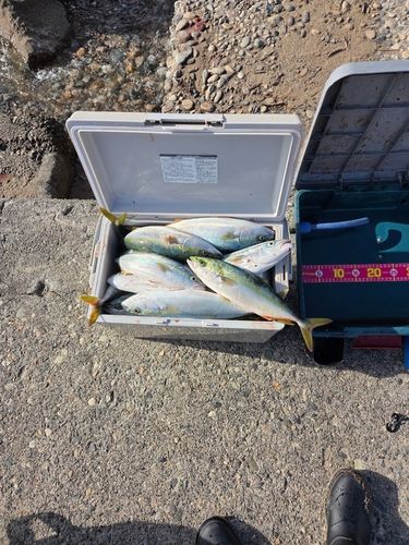 フクラギの釣果