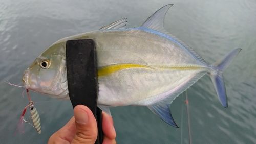 カスミアジの釣果