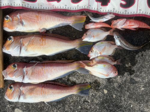 アカアマダイの釣果