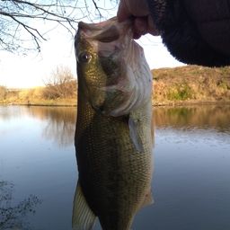 ラージマウスバス