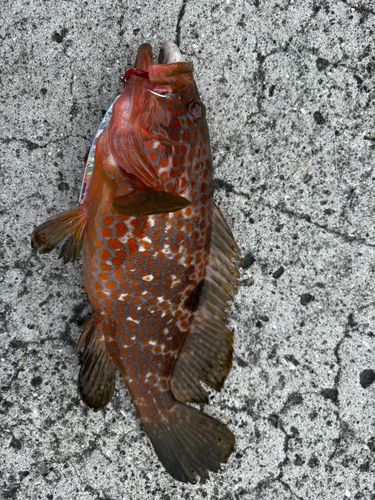 キジハタの釣果