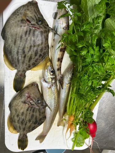 カワハギの釣果