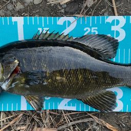 スモールマウスバス