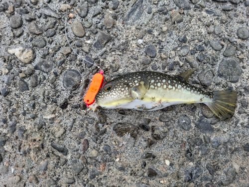 クサフグの釣果