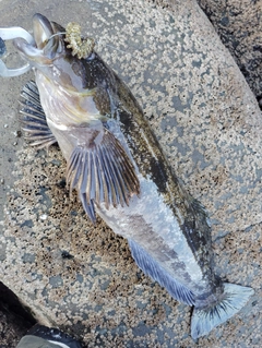 アイナメの釣果