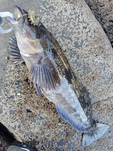 アイナメの釣果