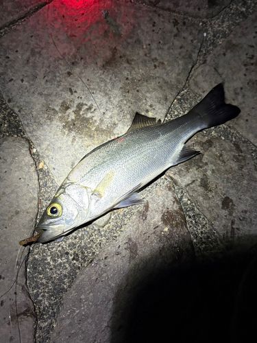 セイゴ（ヒラスズキ）の釣果