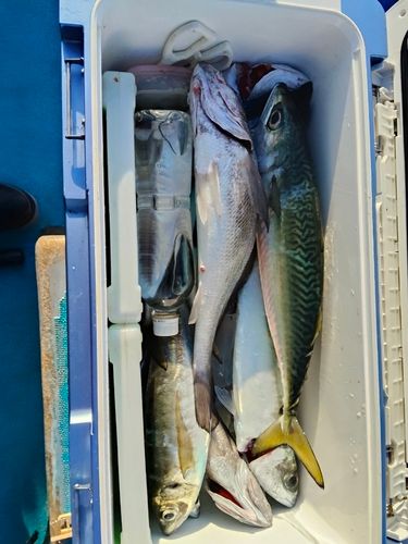 オニアジの釣果