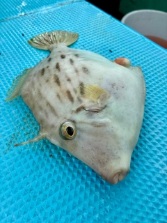 カワハギの釣果