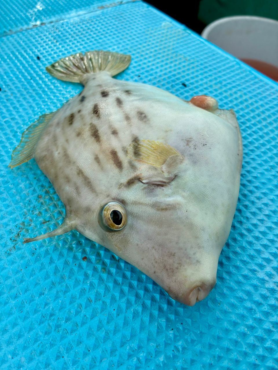 わじゅけんさんの釣果 1枚目の画像