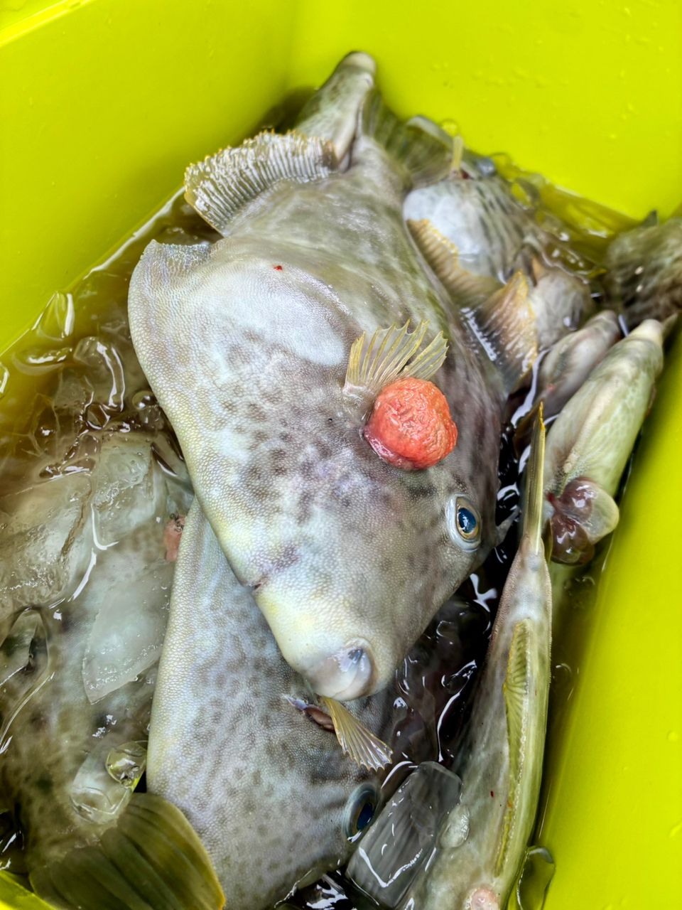 わじゅけんさんの釣果 2枚目の画像