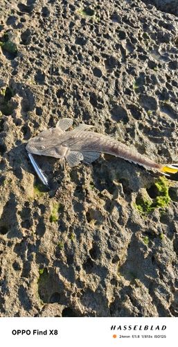 ミナミマゴチの釣果