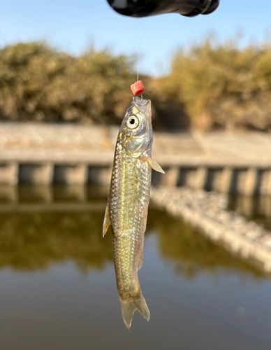 タモロコの釣果