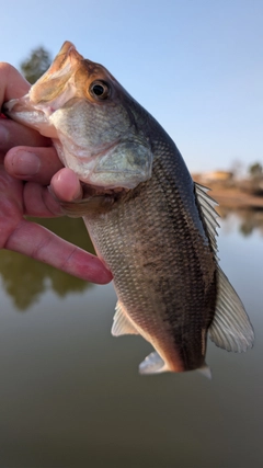 ラージマウスバスの釣果