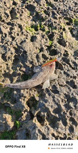 ミナミマゴチの釣果