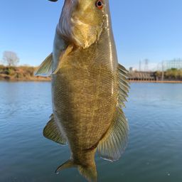 スモールマウスバス