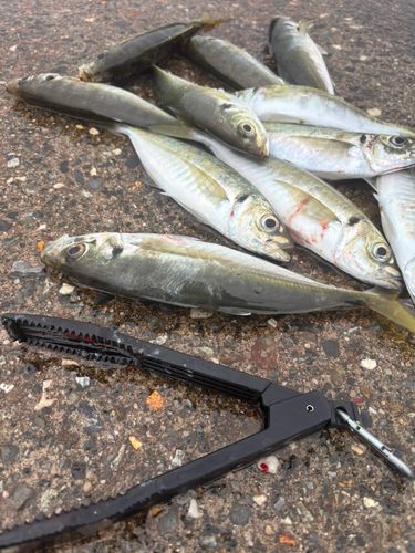 アジの釣果