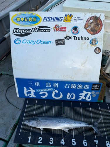 サワラの釣果