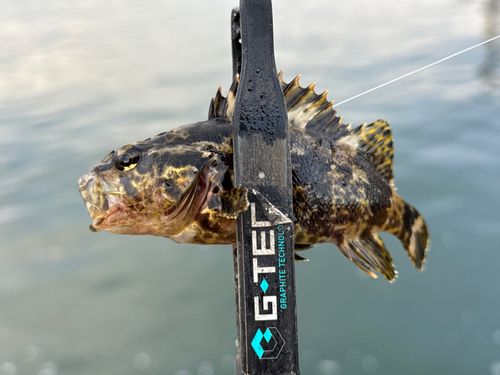 タケノコメバルの釣果