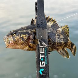 タケノコメバル