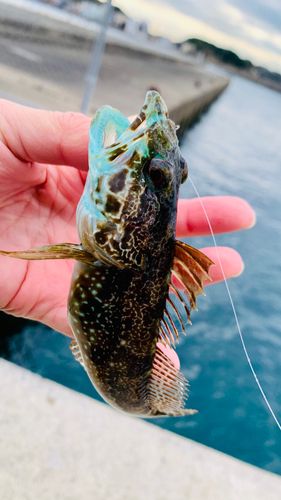 アナハゼの釣果