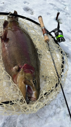ニジマスの釣果