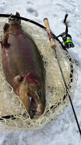 ニジマスの釣果