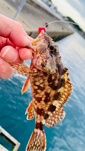 J'sフィッシング