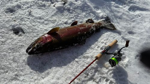 ニジマスの釣果
