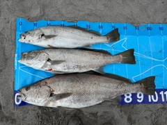 オオニベの釣果