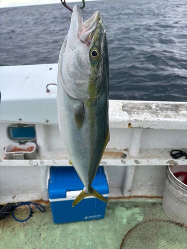 フクラギの釣果