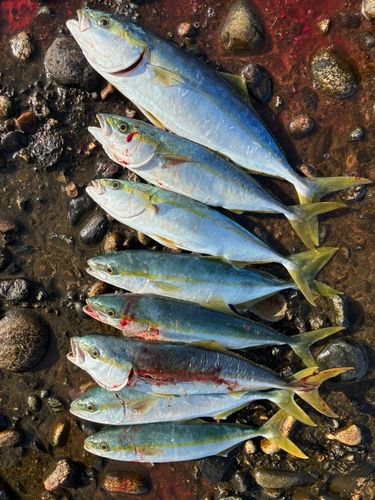 ツバイソの釣果